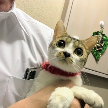 まんまるお目め