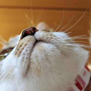 花ちゃんのあご