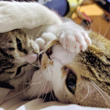 じゃれ合う花と波ちゃん