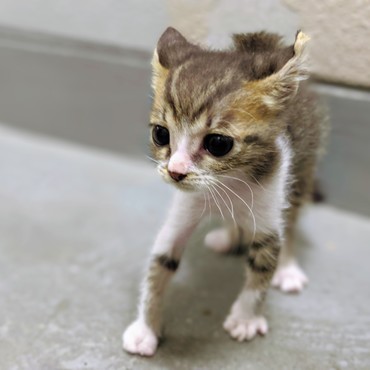 小さいときの、波ちゃん