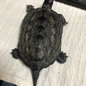 クサガメの里親募集してます！