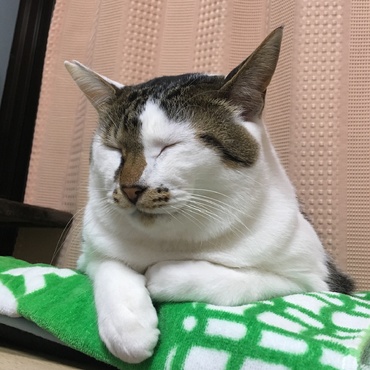 うとうと…