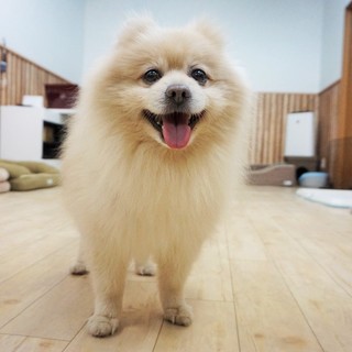 ふんわりポメくん！！
