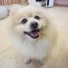 ふんわりポメくん！！ サムネイル3
