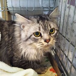 第86回　にゃん☆ぴーす猫譲渡会