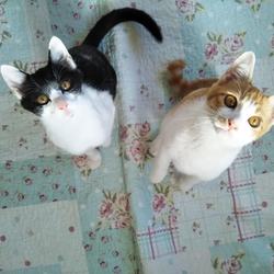 第86回　にゃん☆ぴーす猫譲渡会 サムネイル2