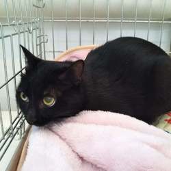 第86回　にゃん☆ぴーす猫譲渡会 サムネイル3