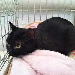 第87回　にゃん☆ぴーす犬猫譲渡会 サムネイル2