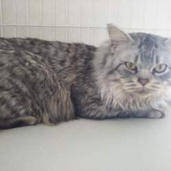 第87回　にゃん☆ぴーす犬猫譲渡会 サムネイル3