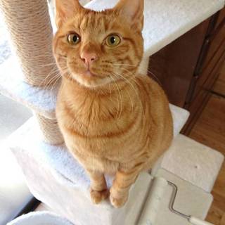 茶トラのマイケル、ちょっとオトボケ顔♪