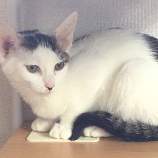 募集停止人馴れきれいめ★キジ白美猫男子カノン