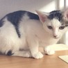 募集停止人馴れきれいめ★キジ白美猫男子カノン サムネイル2