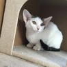 募集停止人馴れきれいめ★キジ白美猫男子カノン サムネイル3