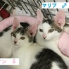 募集停止人馴れきれいめ★キジ白美猫男子カノン サムネイル5