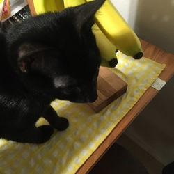 「トムさん、あなたじゃないよなｗ」サムネイル2