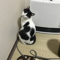 イヴ