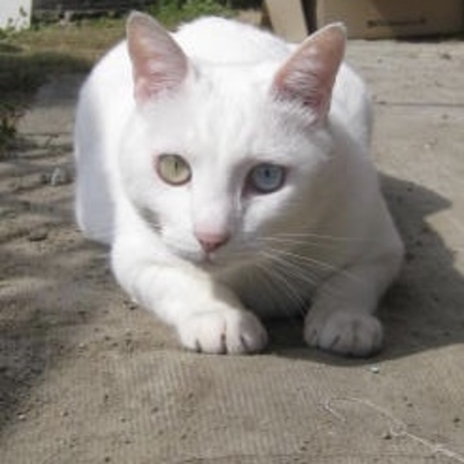 Inokichiのカバー写真
