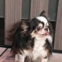 ☆ツンデレちゃん☆チワワのそらくん