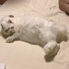 うちに来てすぐにリラックス♪ 　うちの子になって幸せになれたね