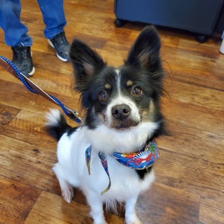 パピヨンちゃんの里親募集中