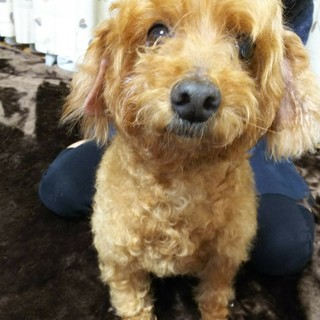 里親さん決まりました！ありがとうございました！