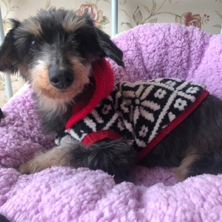 ８歳くらい　ダックス　女の子