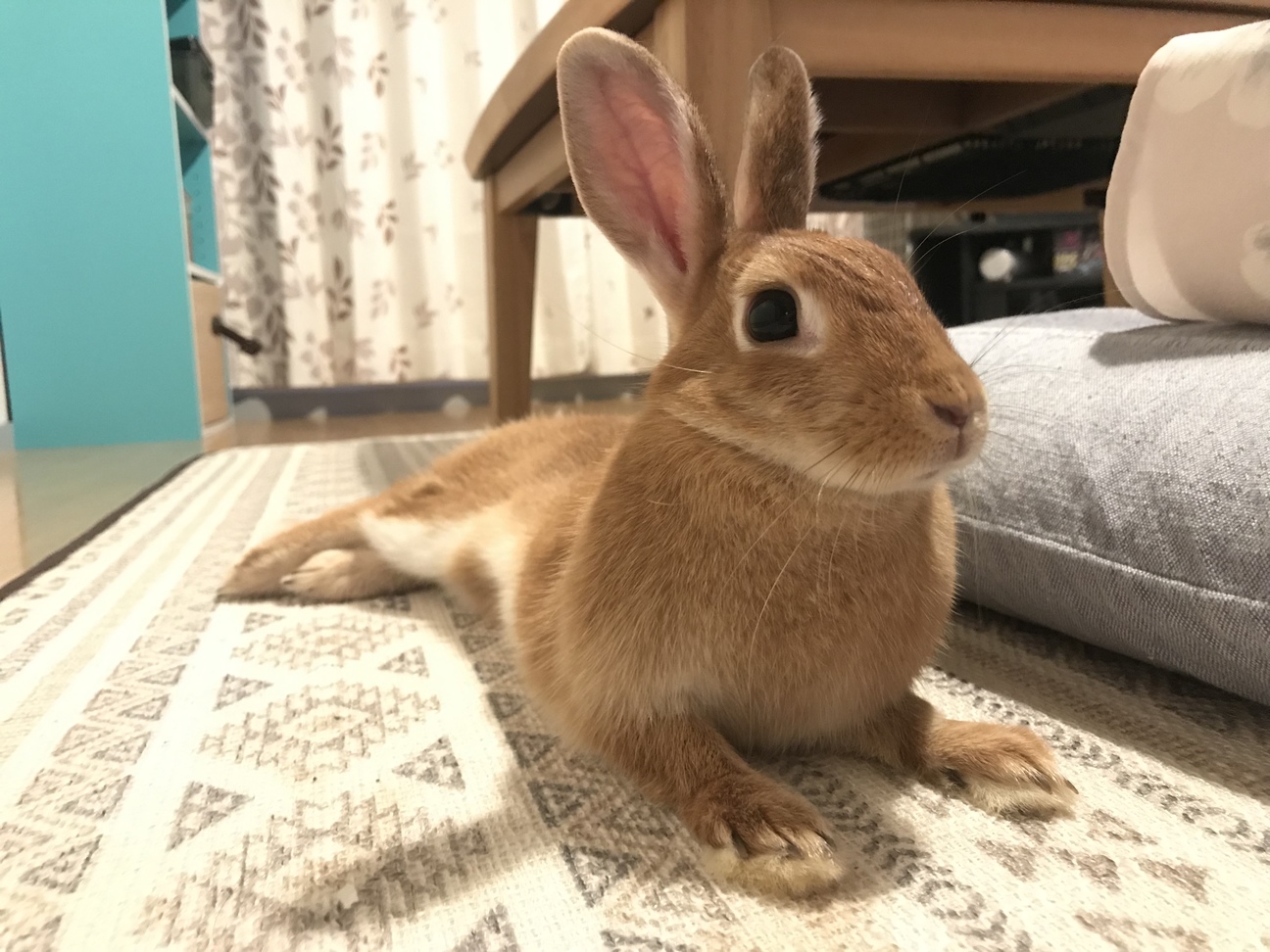 【里親募集】ミニウサギのほっぷちゃん。♀ サムネイル2