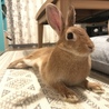 【里親募集】ミニウサギのほっぷちゃん。♀ サムネイル2