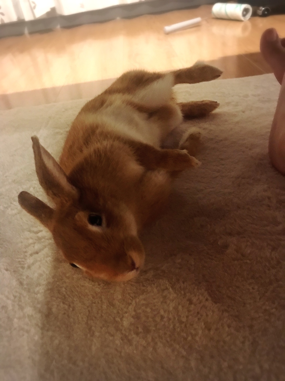 【里親募集】ミニウサギのほっぷちゃん。♀ サムネイル3