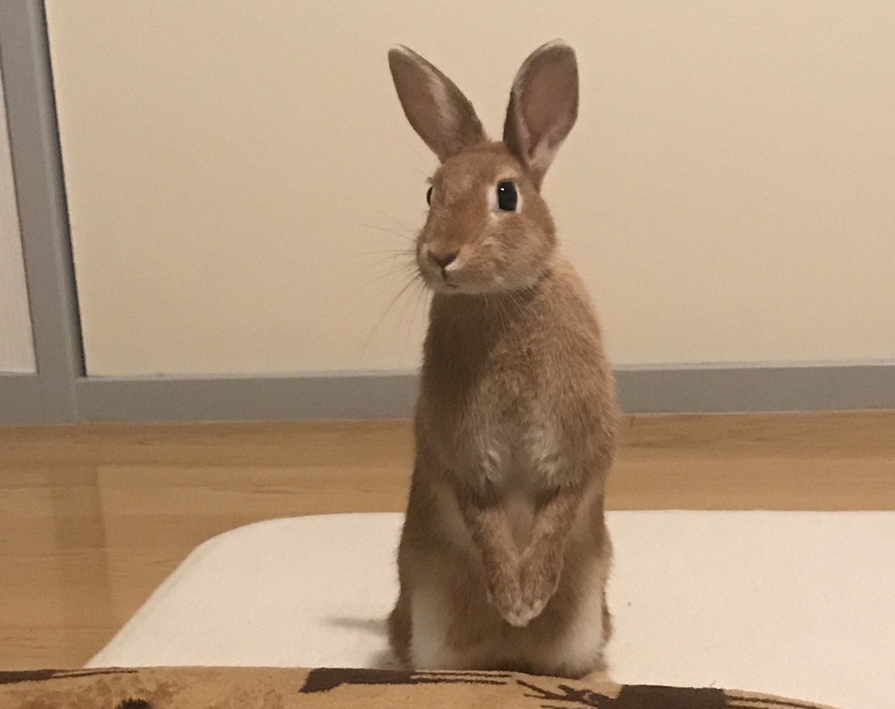 【里親募集】ミニウサギのほっぷちゃん。♀ サムネイル4