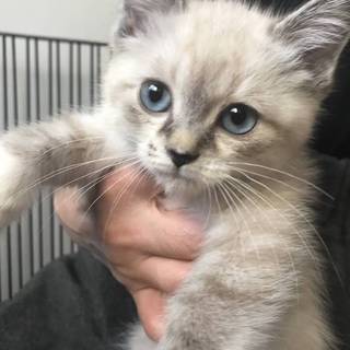 募集一旦停止★猫白血病だけど幸せになりたい