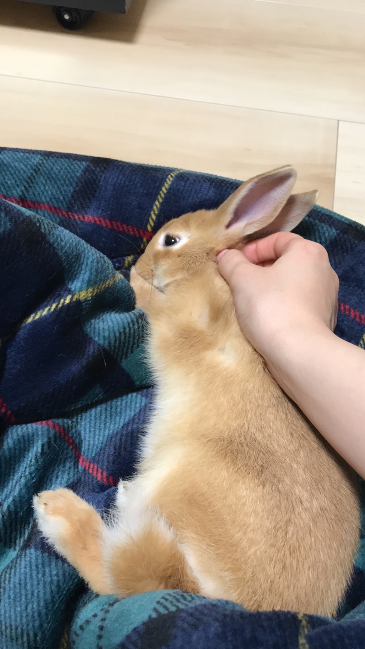 【里親募集】ミニウサギのほっぷちゃん。♀ サムネイル5