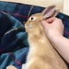 【里親募集】ミニウサギのほっぷちゃん。♀ サムネイル5