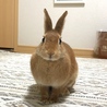 【里親募集】ミニウサギのほっぷちゃん。♀ サムネイル6