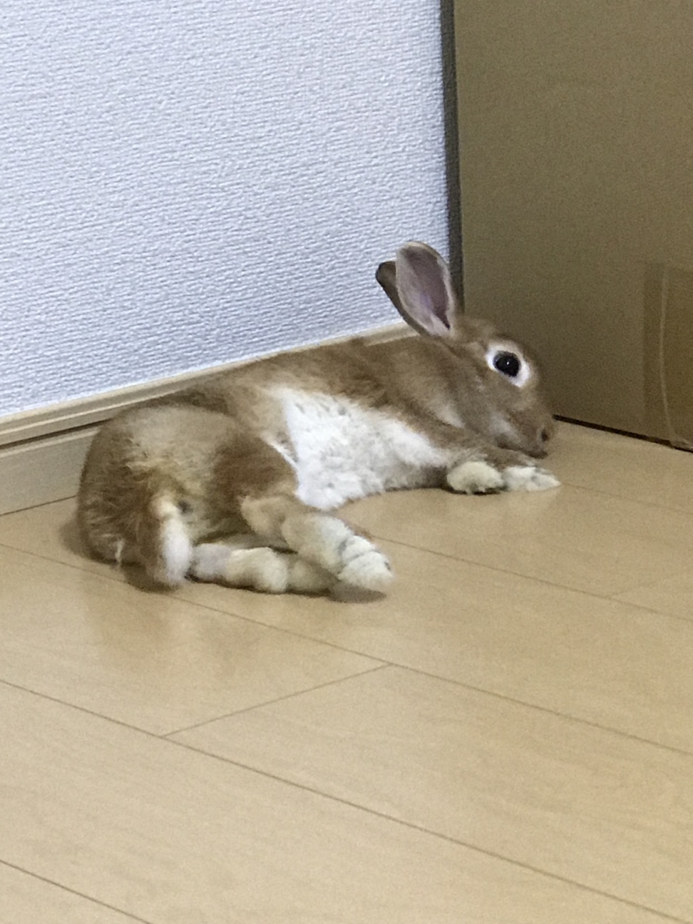 【里親募集】ミニウサギのほっぷちゃん。♀ サムネイル7