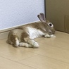 【里親募集】ミニウサギのほっぷちゃん。♀ サムネイル7