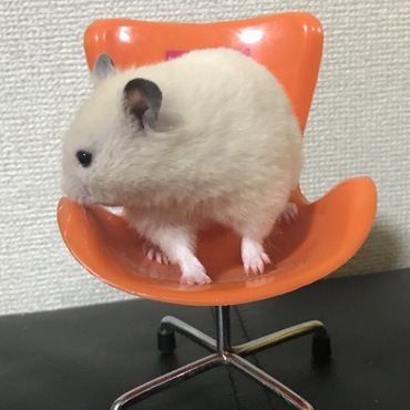 の写真
