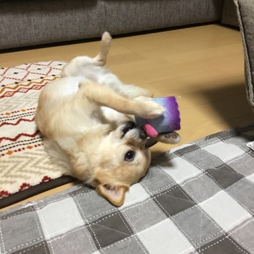 新しいオモチャがお気に入りのポンちゃんです