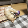 新しいオモチャがお気に入りのポンちゃんです