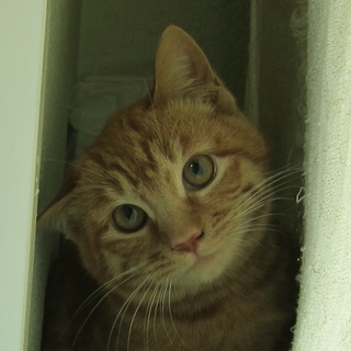 かわいい4か月の茶トラ君