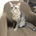 北九州市 元気いっぱいオス猫