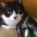 大人しくオウチ猫におすすめのジンちゃんです！