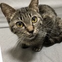 多頭飼育崩壊からレスキューされた、エルサ。