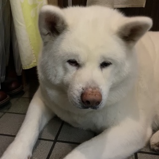 【一時募集停止中】秋田犬の親子①