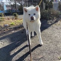 【一時募集停止中】親子の秋田犬②