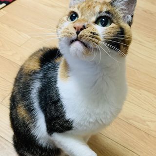 愛敬たっぷりな甘えん坊❤️三毛猫なっちゃん