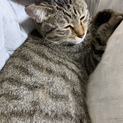 3歳のメス猫ちゃんです☆