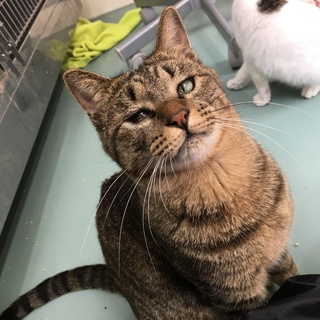 ふれあい猫を引退したのに、未だ幸せになれない子。