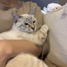 たまに抱っこされたい子