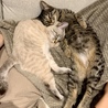 飼い主のお腹で爆睡して兄弟